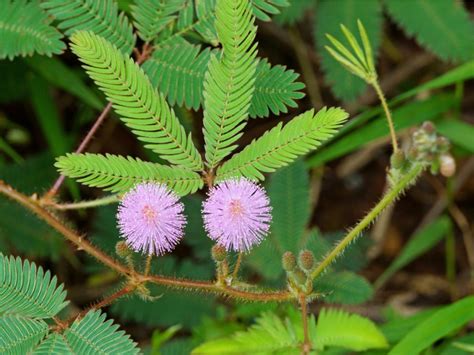 Tickle me plant - Tickle Me Plant&reg; Seed Packs Sometimes referred to as the&nbsp;Sensitive Plant, this species (Mimosa pudica)&nbsp;exhibits the unusual trait of immediately folding its leaves when touched. Children and adults alike are fascinated by this plant, which is very easy to grow from seed. This small seed packet includes 10-20 seeds. #KIT-17087